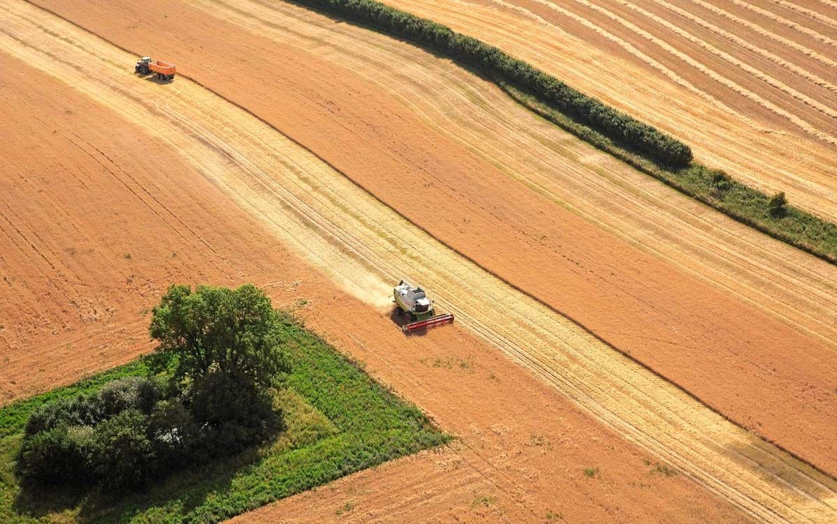 Billede af mark med mejetærsker