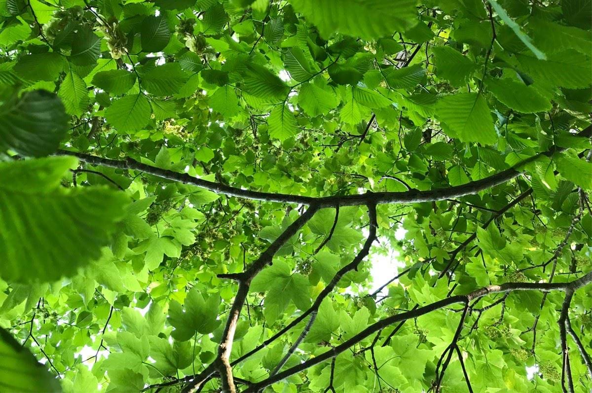 Et kig op i de grønne trækroner