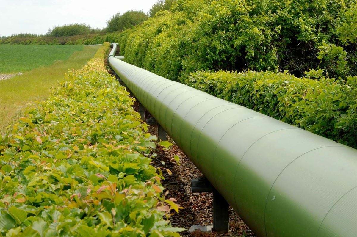 Symbiosens grønne rør