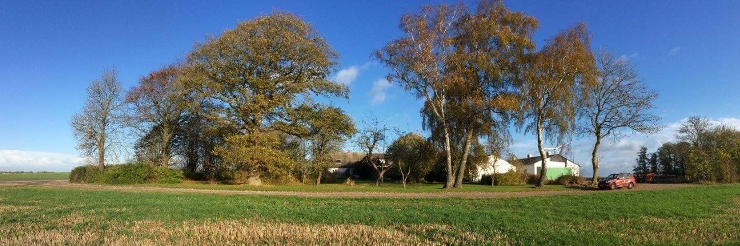 Figur 4 – Eksisterende beplantning, Nykøbingvej nr. 58. Set fra syd